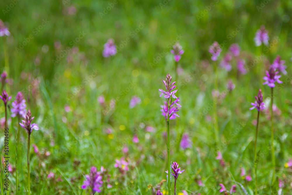 Field of endemic orchids from the mountains of Catalonia