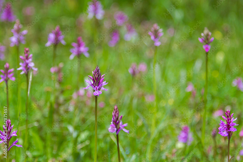 Field of endemic orchids from the mountains of Catalonia Field of endemic orchids from the mountains of Catalonia