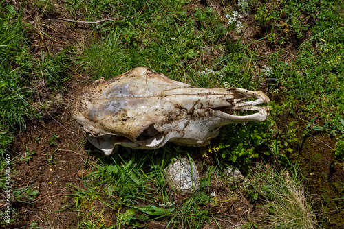 Remains of bones of a mammal in the mountain photo