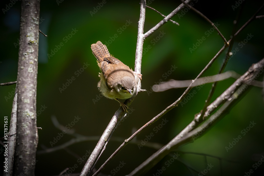 The house wren (Troglodytes aedon), young after leaving the nest cavity The house wren (Troglodytes aedon), young after leaving the nest cavity