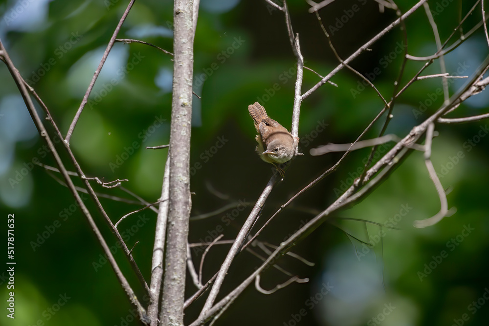  The house wren (Troglodytes aedon), young after leaving the nest cavity