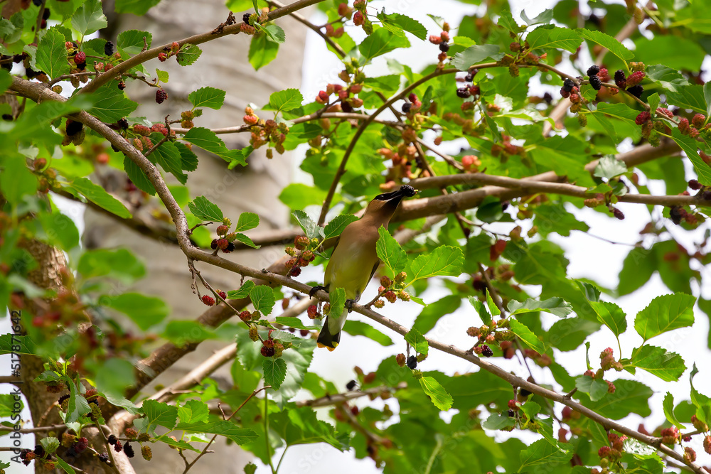 The cedar waxwing on a mulberry tree The cedar waxwing on a mulberry tree