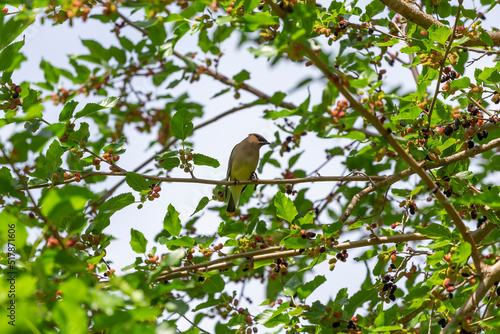 The cedar waxwing on a mulberry tree