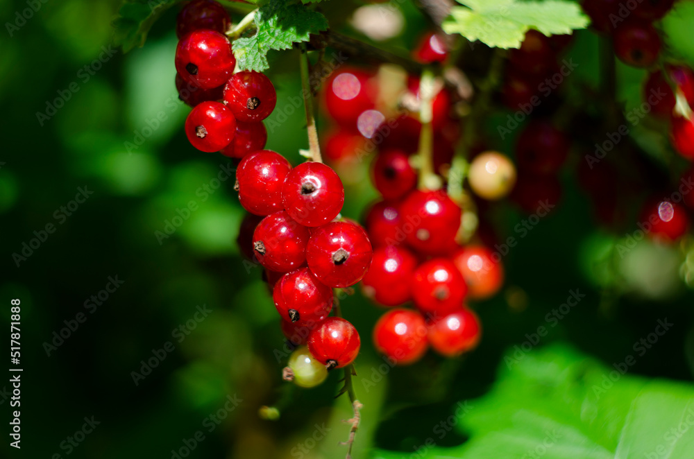 Macro shot of ripening red currant berries. High quality photo