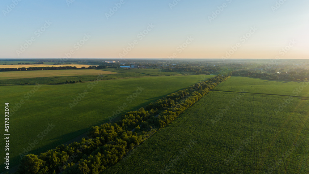 Naklejka premium Aerial view over a green corn field in sunset or sunrise. Drone flies over agricultural corn field. Drone shot road around beautiful summer landscape of a cornfield