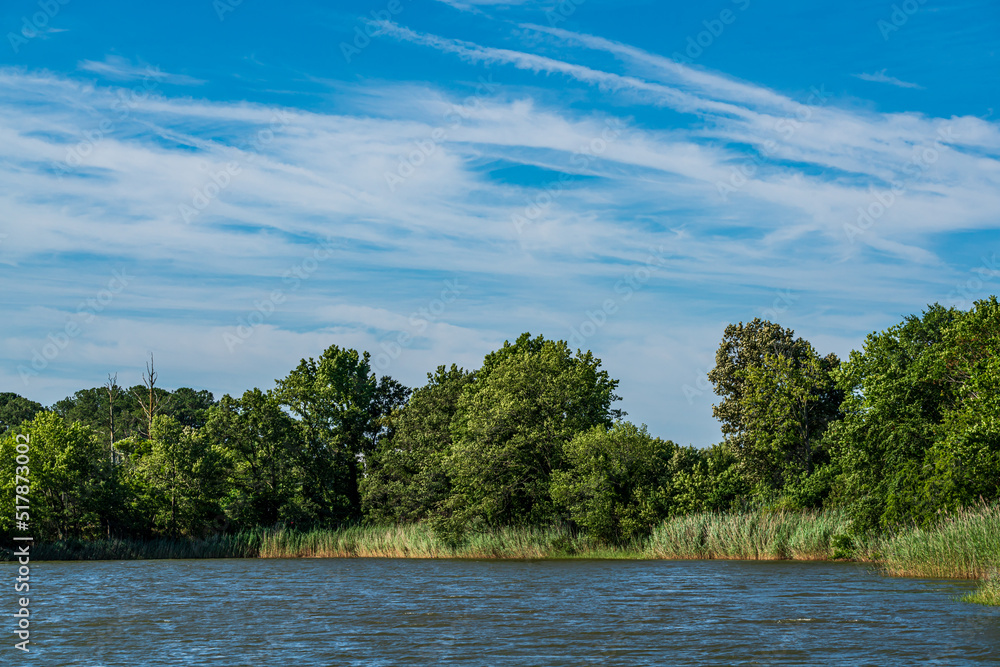 trees on the river trees on the river