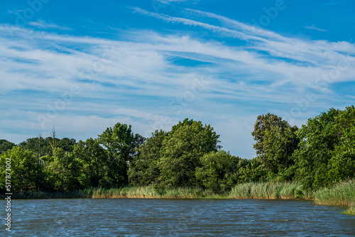 trees on the river