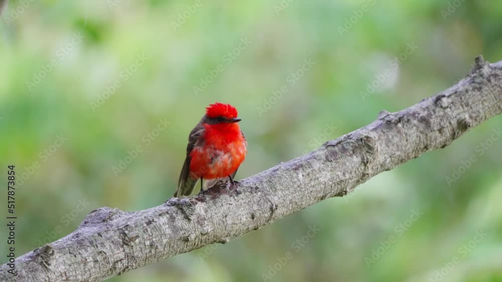 Male vermilion flycatcher, pyrocephalus rubinus perching on a tree branch against green forest environment on a windy day.