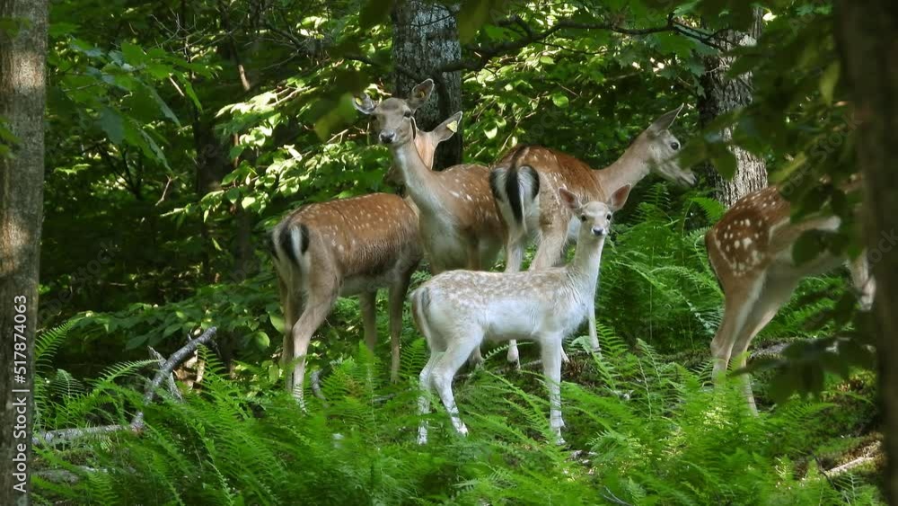 Deer herd standing in the forest with white deer, leucitic pigmentation Issue Deer herd standing in the forest with white deer, leucitic pigmentation Issue