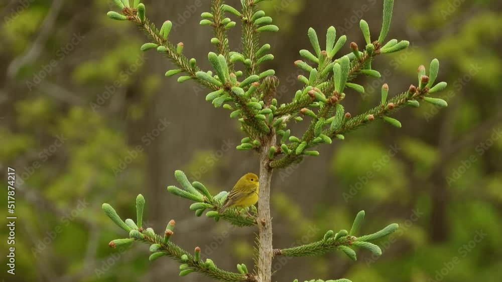Beautiful female yellow warbler bird in small bush in the middle of the forest. Beautiful female yellow warbler bird in small bush in the middle of the forest.