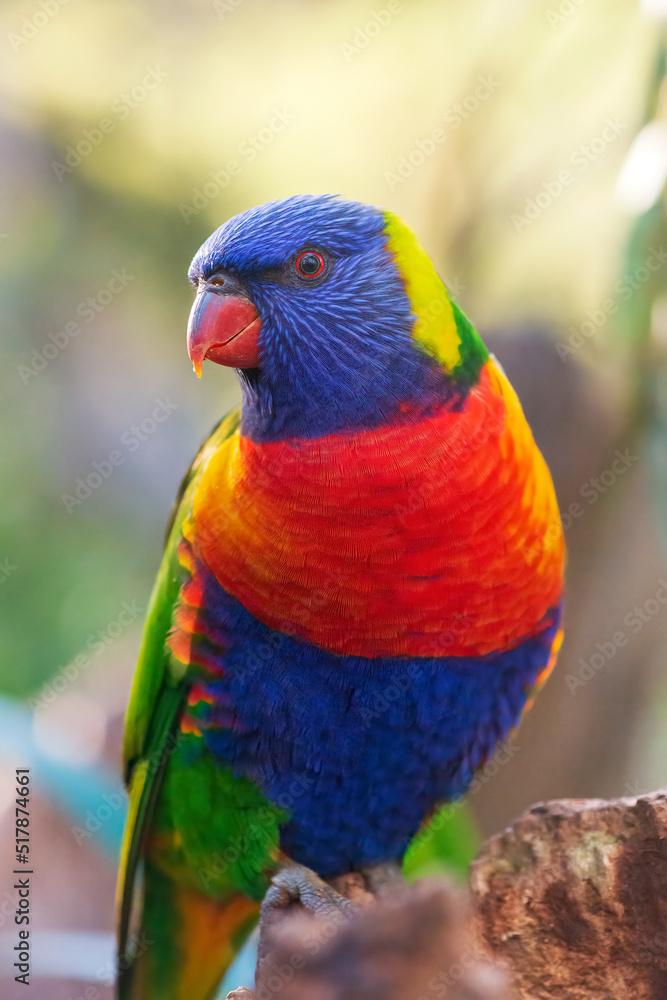 Rainbow lorikeet is Australian native parrot. Portrait. Vertical. Close-up. 