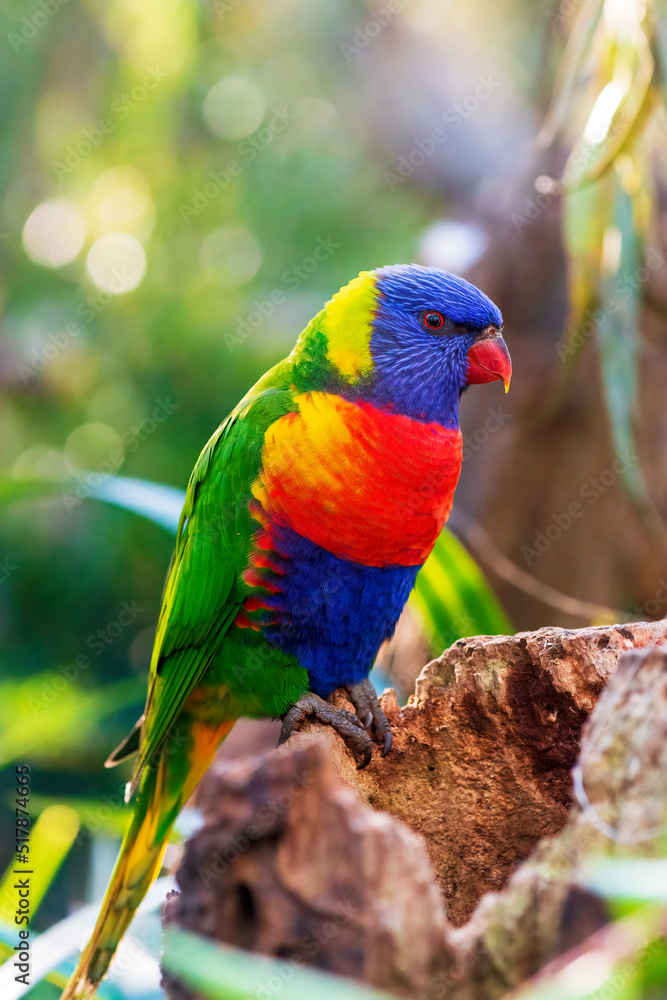 Obraz premium Rainbow lorikeet is Australian native parrot. Portrait. Vertical. Close-up. 