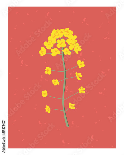 Hand drawn yellow rapeseed flower. Floral illustration for card, poster. Flat style. Vector canola buds. All elements are isolated on a white background.