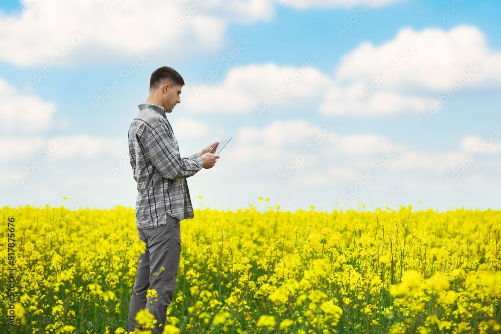 Farmer business man in colza rapeseed field, with digital tablet computer. Agricultural concept. Harvest in field in summer.