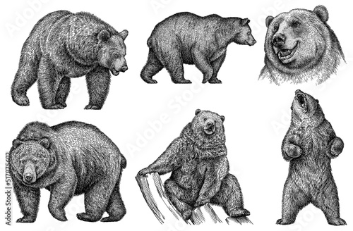 Vintage engrave isolated bear set illustration ink sketch. Wild brown bear background grizzly art photo