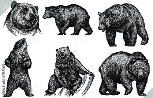 Vintage engrave isolated bear set illustration ink sketch. Wild brown bear background grizzly vector art photo