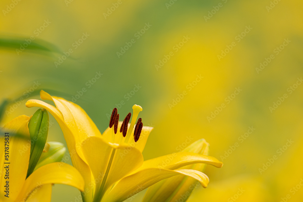 黄色いユリの花 黄色いユリの花