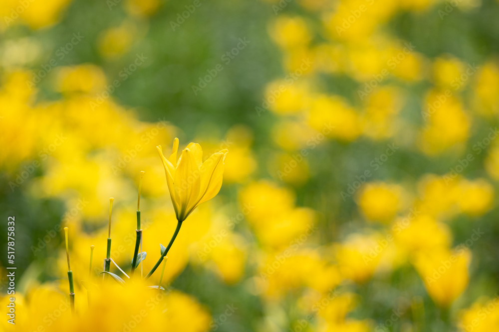 Obraz premium 黄色いユリの花