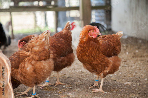 Isa brown hens standing in the chook yard