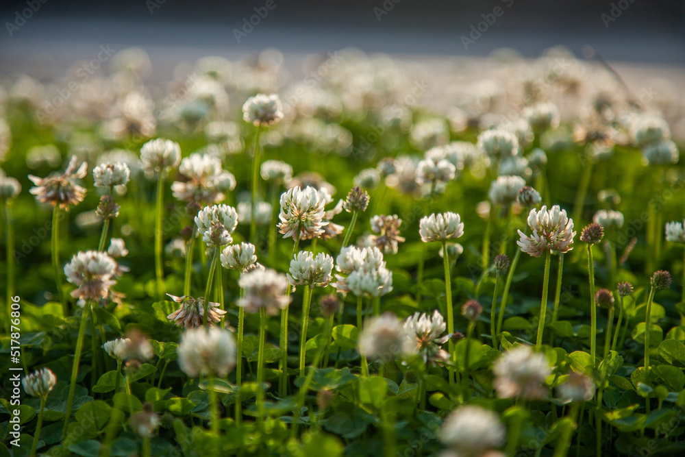 Patch of flowering clover by the roadside Patch of flowering clover by the roadside