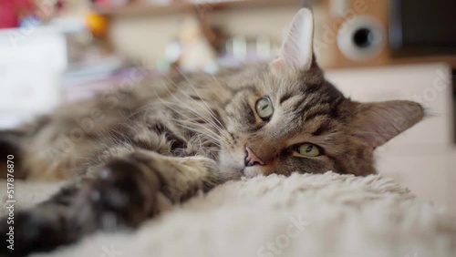 The cat lies and listens to the surrounding sounds. Maine Coon portrait close up, soft focus