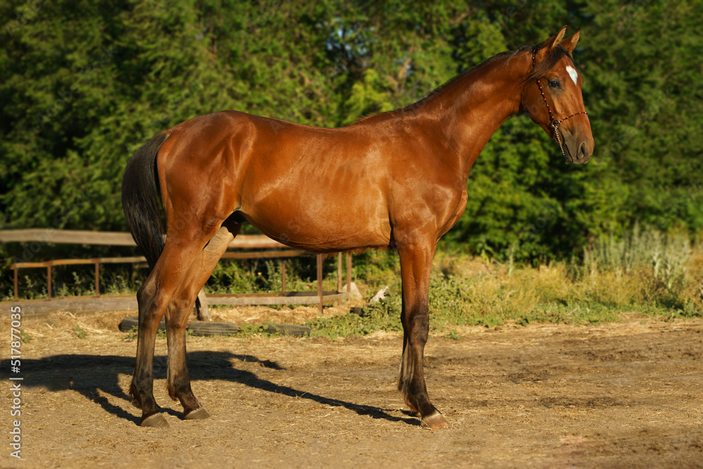 A crossbred Trakehner foal of bay color stands in an conformation stance
A crossbred Trakehner foal of bay color stands in an conformation stance