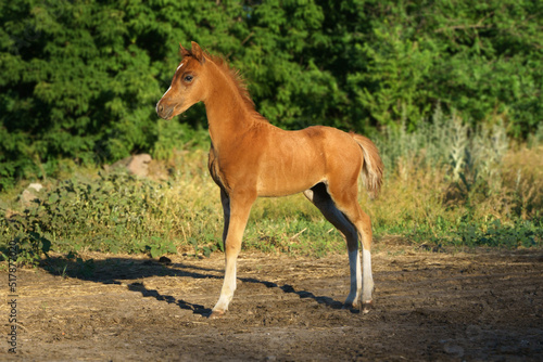 Full length photo of a small red Welsh pony 