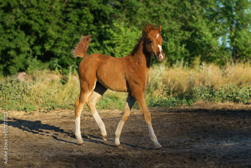 Full length photo of a small red Welsh pony 