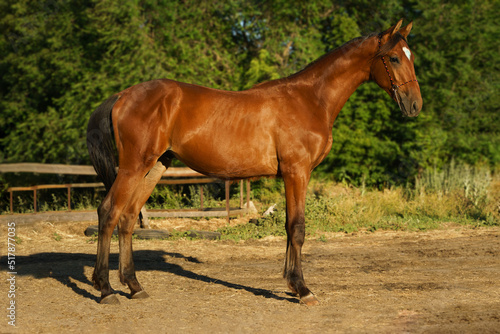 A crossbred Trakehner foal of bay color stands in an conformation stance 
