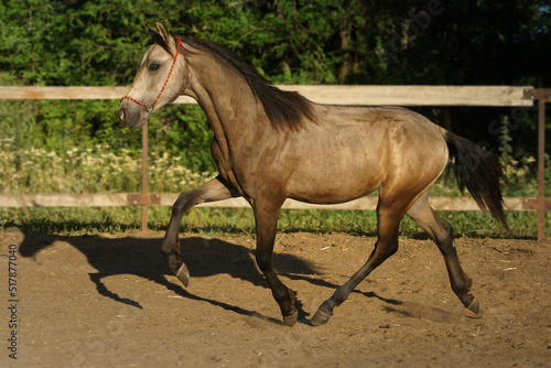Welsh pony foal running beautifully
