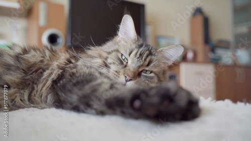 Sleepy cat lies in the room and squints. Maine Coon portrait close up, soft focus