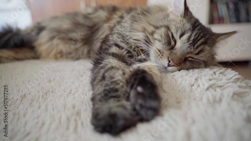 Beautiful cat sleeps on the sofa in the room. Maine Coon portrait close up, soft focus