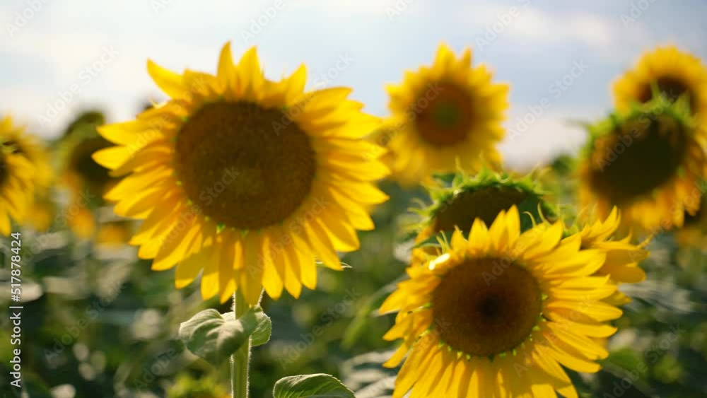 sunflower flowers in the summer sun in the field sunflower flowers in the summer sun in the field