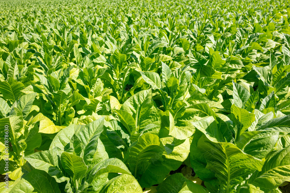 close up on Tobacco plants close up on Tobacco plants