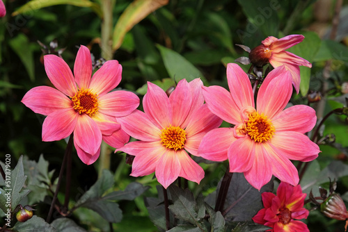 Pink Dahlia  Twyning s Revel  in flower.