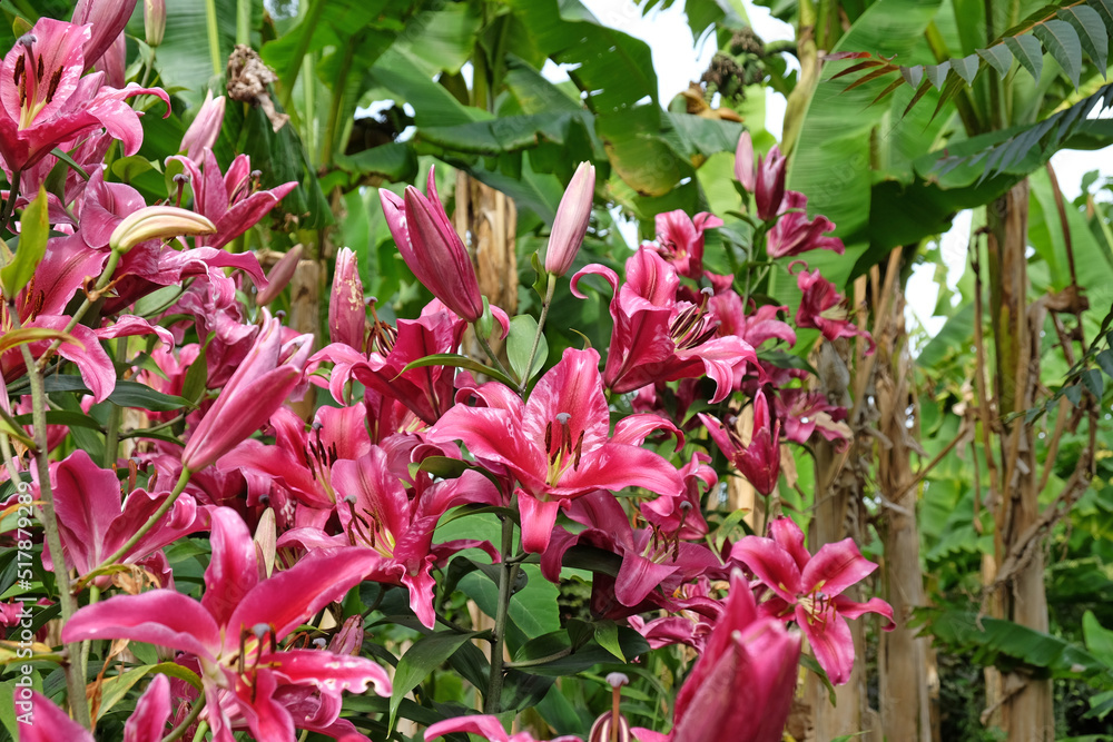 Tree lily 'Pink Explosion' in flower. Tree lily 'Pink Explosion' in flower.