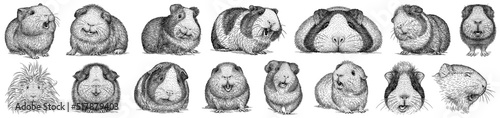 Vintage engrave isolated guinea pig set illustration ink sketch. Hamster background mouse art