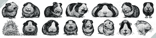 Vintage engrave isolated guinea pig set illustration ink sketch. Hamster background mouse vector art