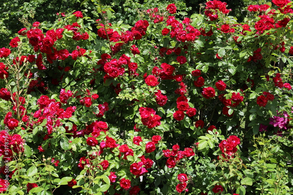 red roses background, beautiful garden full of flowers
