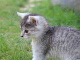 small cute cat on grass, beautifull kitten 
