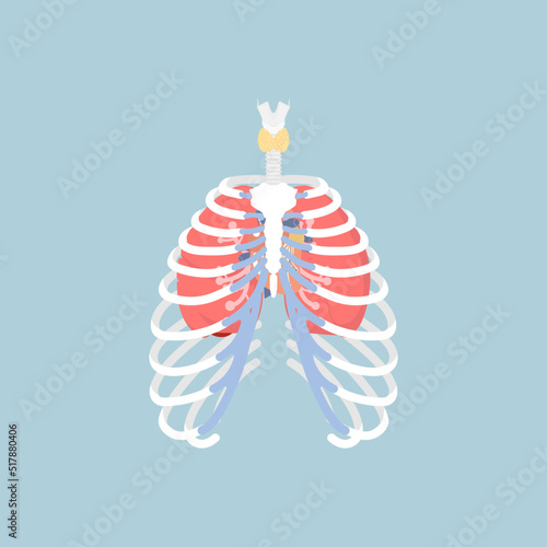 anatomy of human rib cage with lungs and human heart, internal organs body part orthopedic health care, vector illustration cartoon flat character design