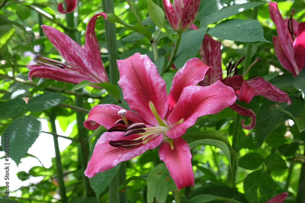 Tree lily 'Pink Explosion'  in flower.