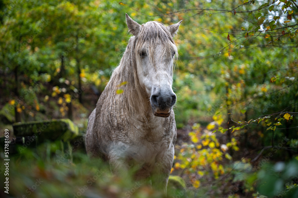 Wild Gerano horse in the lush forests at Peneda-Gerês National Park in Portugal Wild Gerano horse in the lush forests at Peneda-Gerês National Park in Portugal