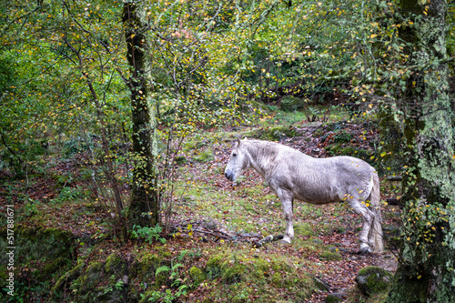 Wild Gerano horse in the lush forests at Peneda-Gerês National Park in Portugal photo