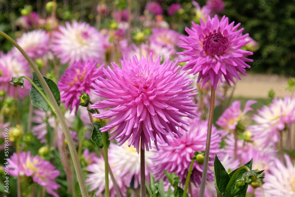 Dahlia 'Hadrian's Delight' in flower. Dahlia 'Hadrian's Delight' in flower.