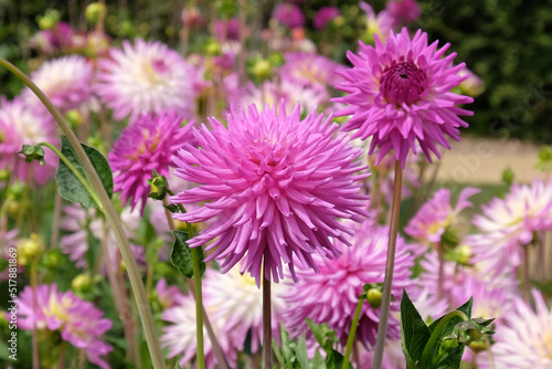 Dahlia 'Hadrian's Delight' in flower. © Alexandra