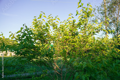an apple tree blooming in spring with green leaves and densely covered with white flowers. wood. food. healthy food. gardening. 
