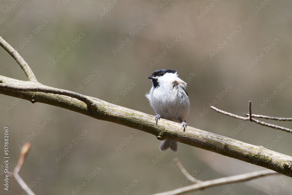 Naklejka premium Sumpfmeise oder Nonnenmeise (Poecile palustris) mit Nistmaterial in der Oberlausitz auf einem Baum