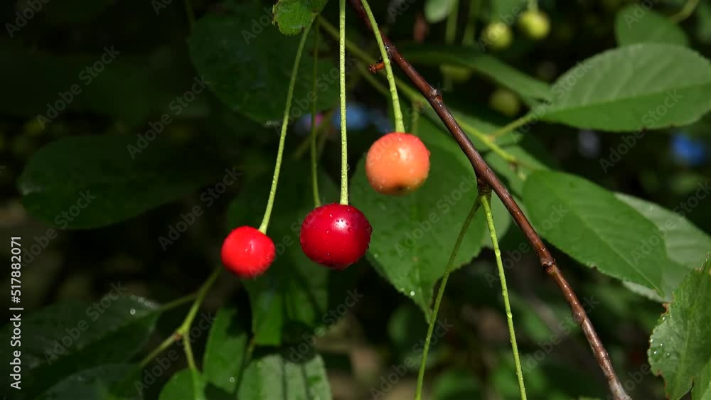 Maturing fruits of Sour cherry (Prunus cerasus) on a tree. FOOT USA MAIN Maturing fruits of Sour cherry (Prunus cerasus) on a tree. FOOT USA MAIN