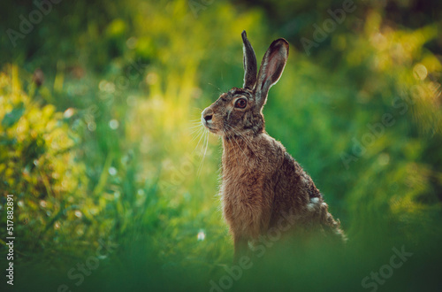 rabbit in the grass © Antonio